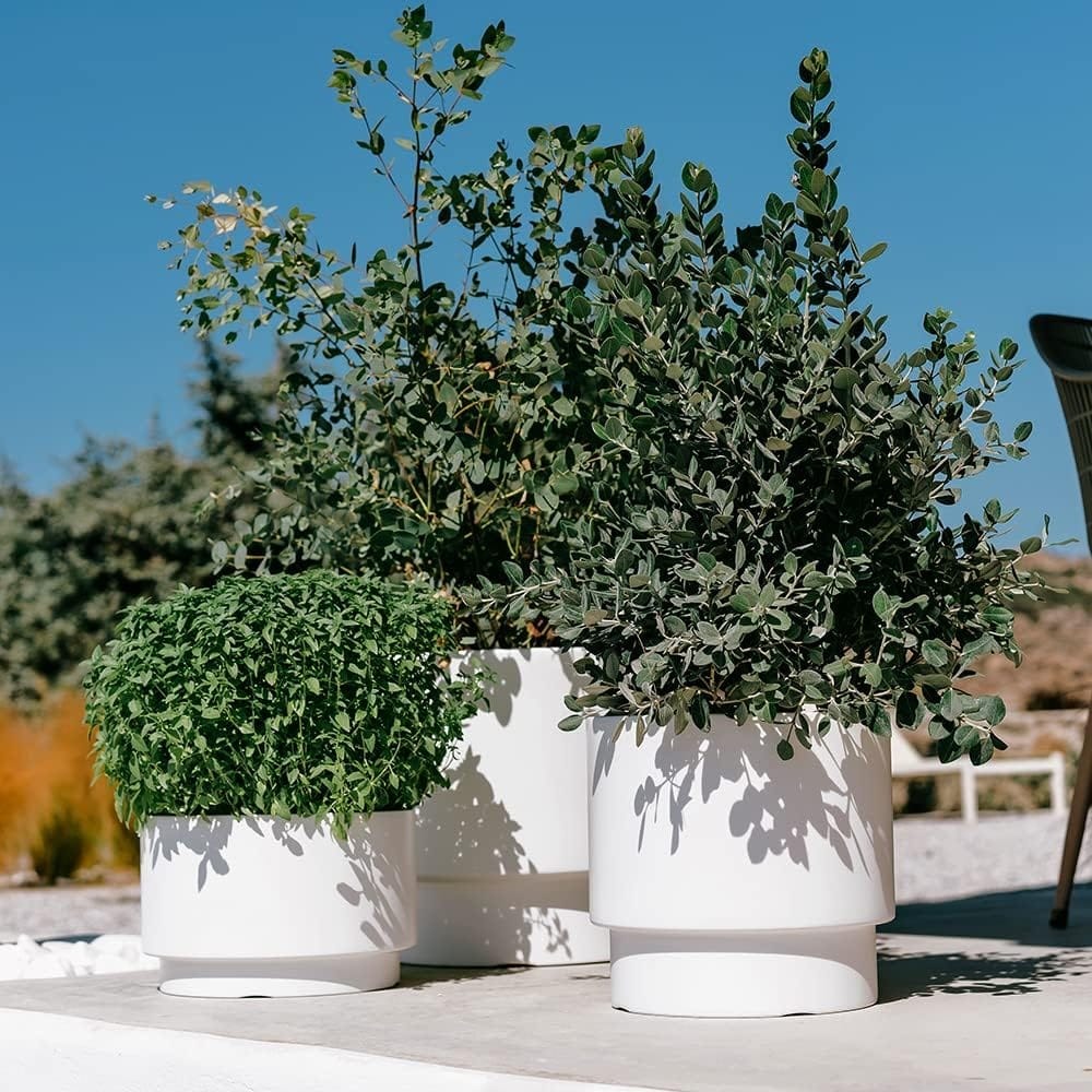 Macetones blancos con pequeños olivos al aire libre bajo un cielo azul