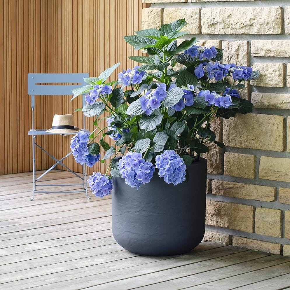 Macetón gris oscuro con hortensia de flores violetas junto a una pared de piedra