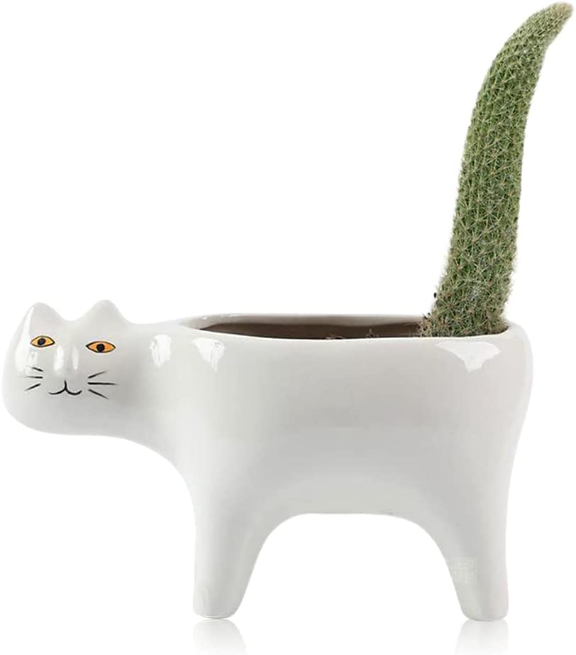 Mini maceta de gato apático