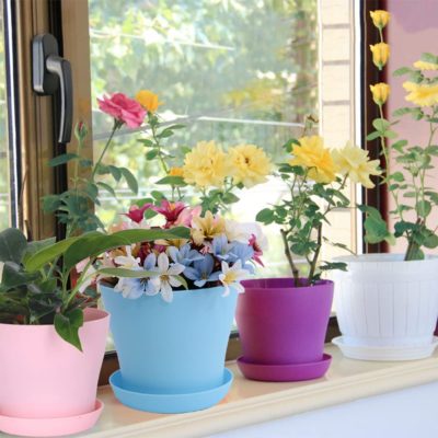 macetas de plástico con flores de colores