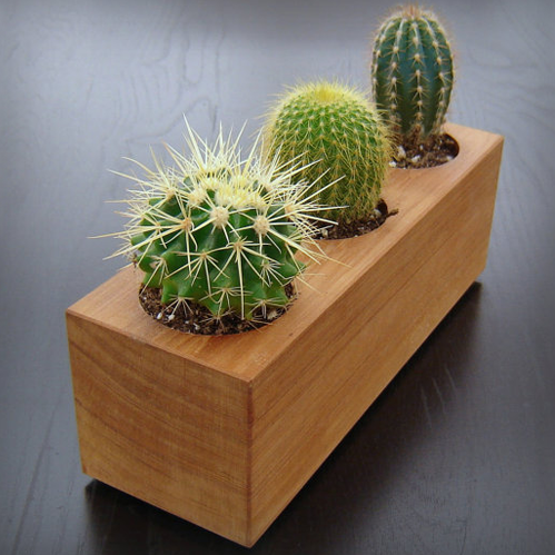 maceta de madera con cactus